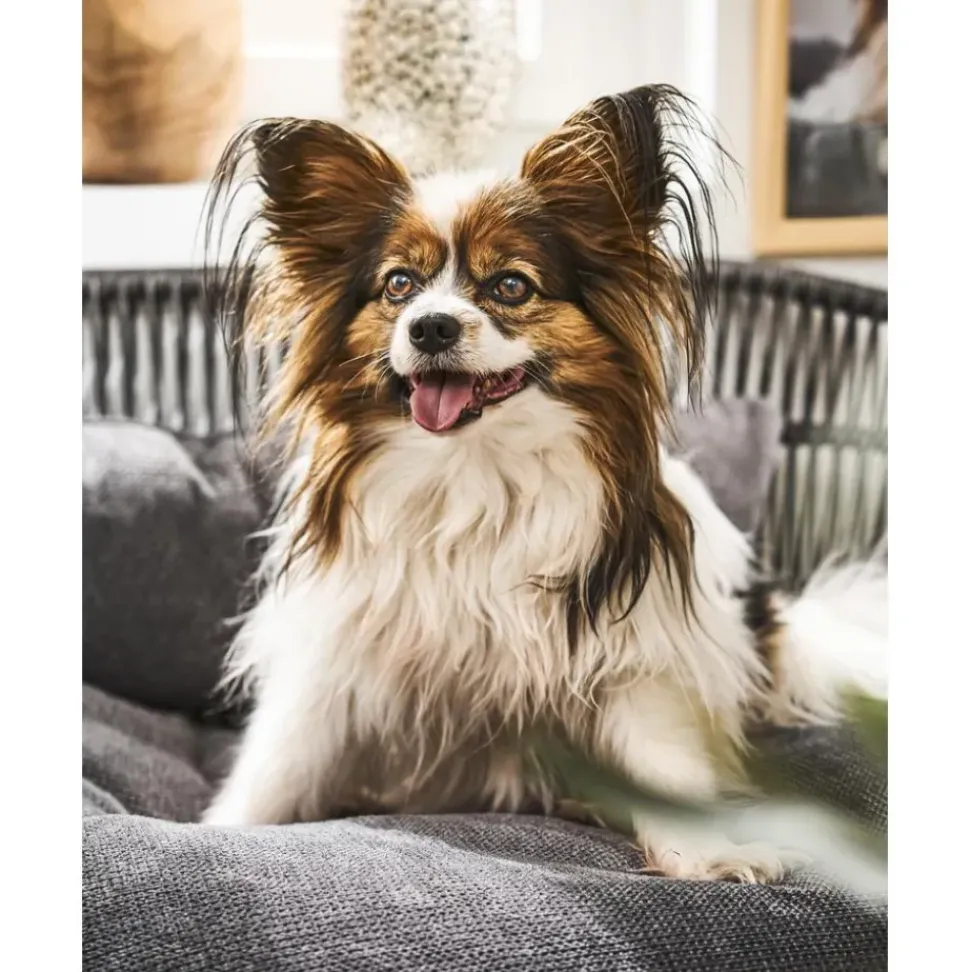 Cama Para Mascotas De Interior/Exterior Prado