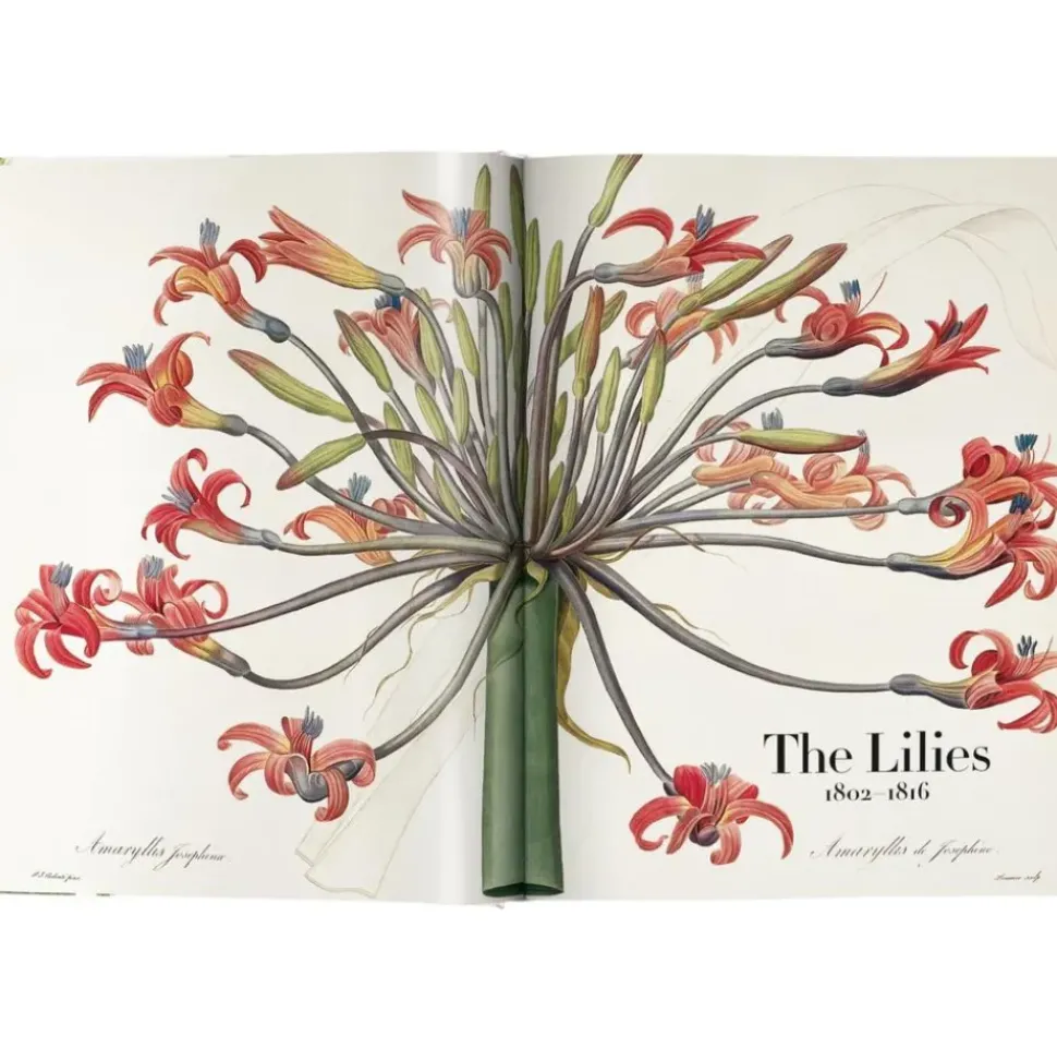 Libro Ilustrado Book Of Flowers