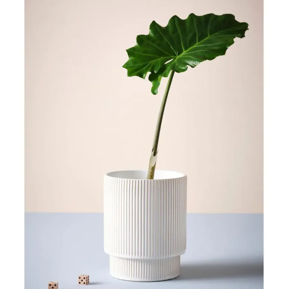 Macetero De Ceramica Ruby